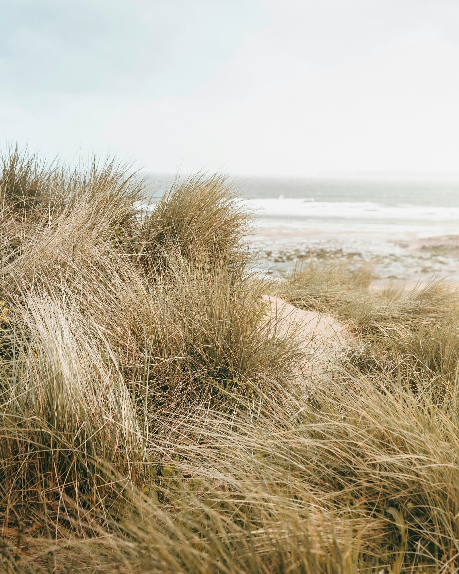 A sandy path winds through pale dune grasses toward the sea beneath an overcast sky.