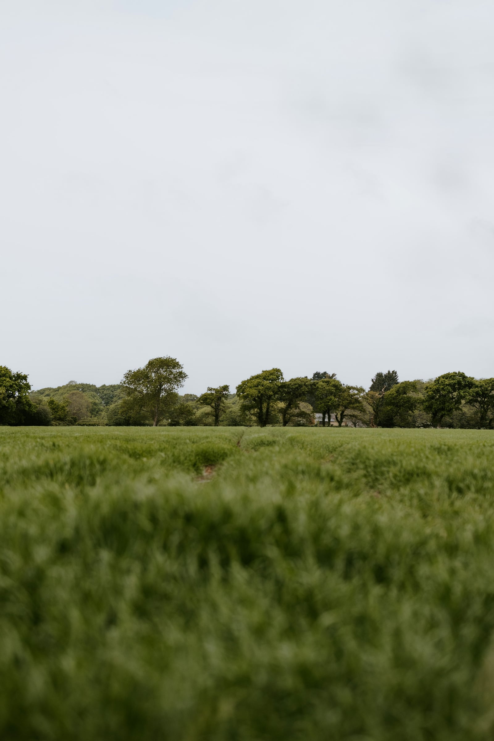 A green meadow with a softly focused foreground and a distant line of trees beneath a pale gray sky.