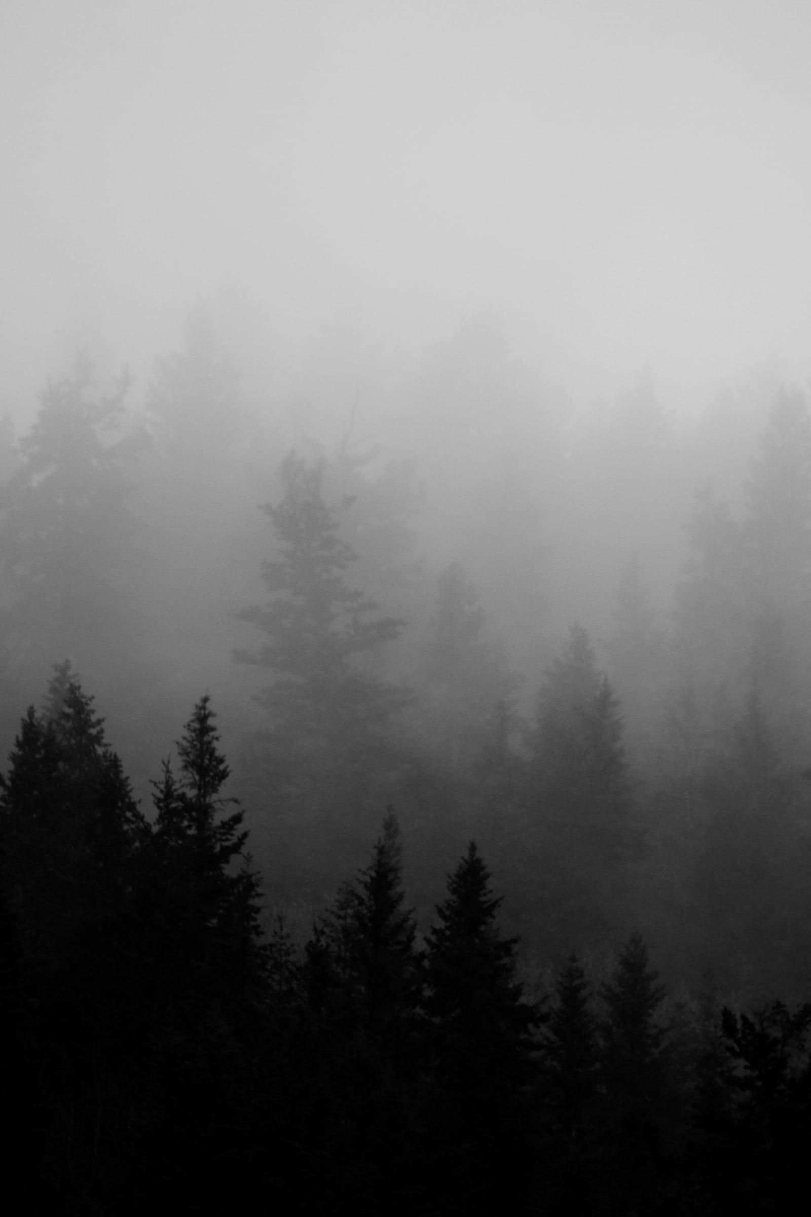 Layers of conifer silhouettes disappear into thick pale gray fog on a mountain slope.