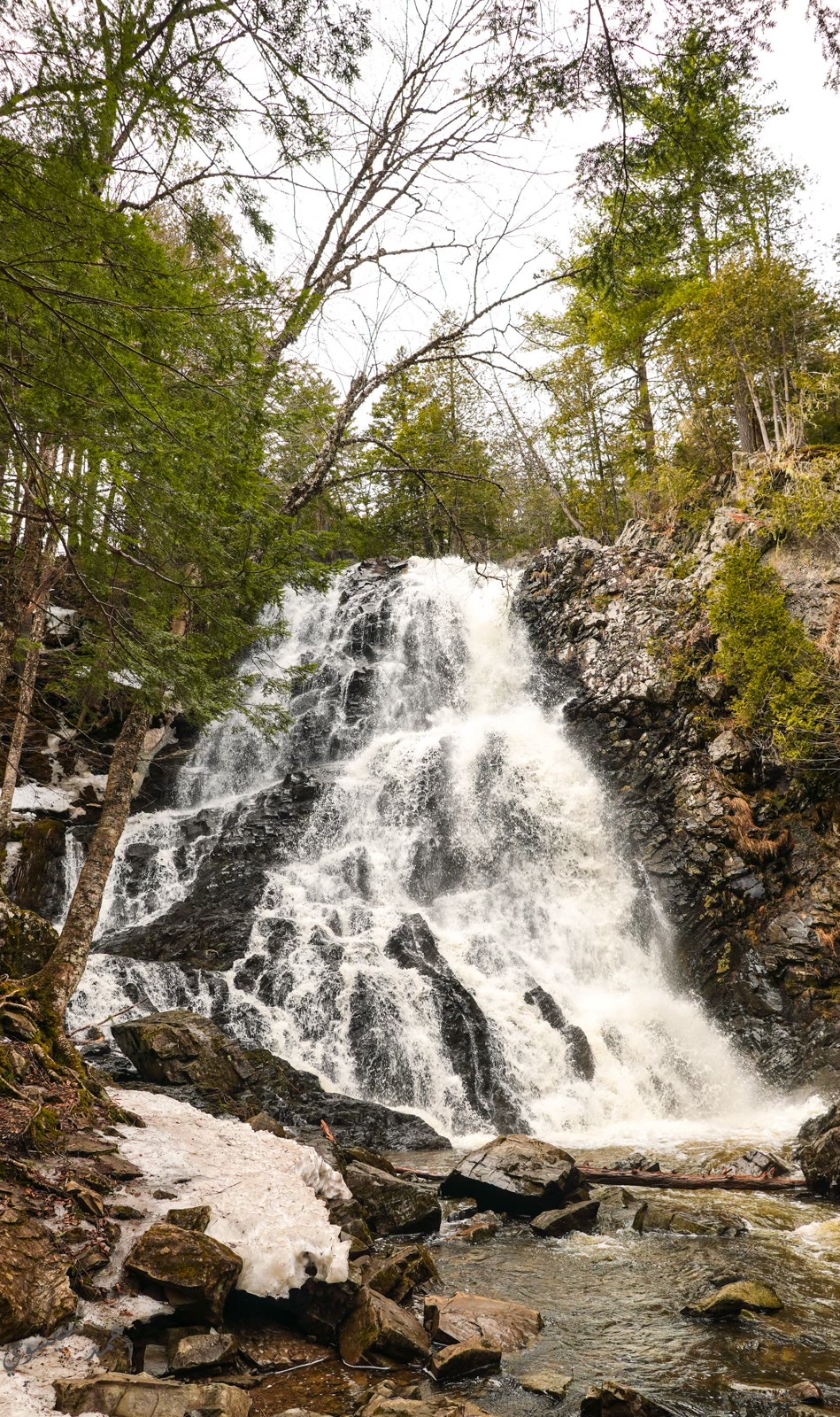 A waterfall in a green forest